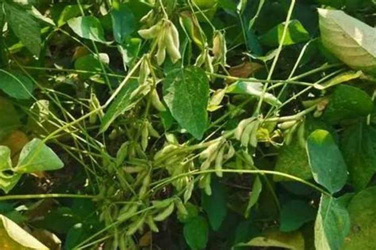 种植四季豆提高产量的施肥技巧有哪些 四季豆应该怎么养殖