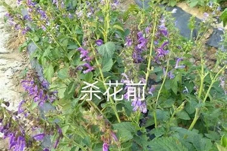 种丹参用什么肥料最好