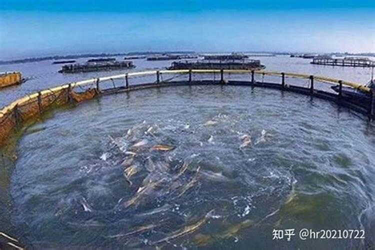 平安树用什么浇水最好？