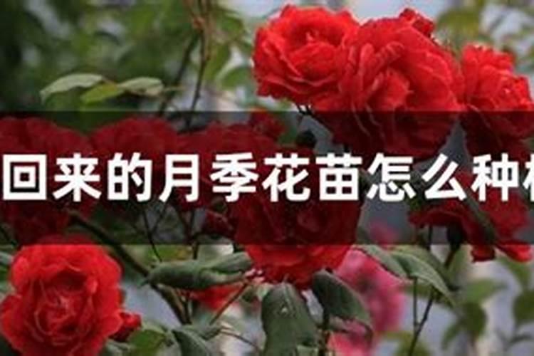 第一年栽的杨树怎么管理第一年栽的杨树的管理方法