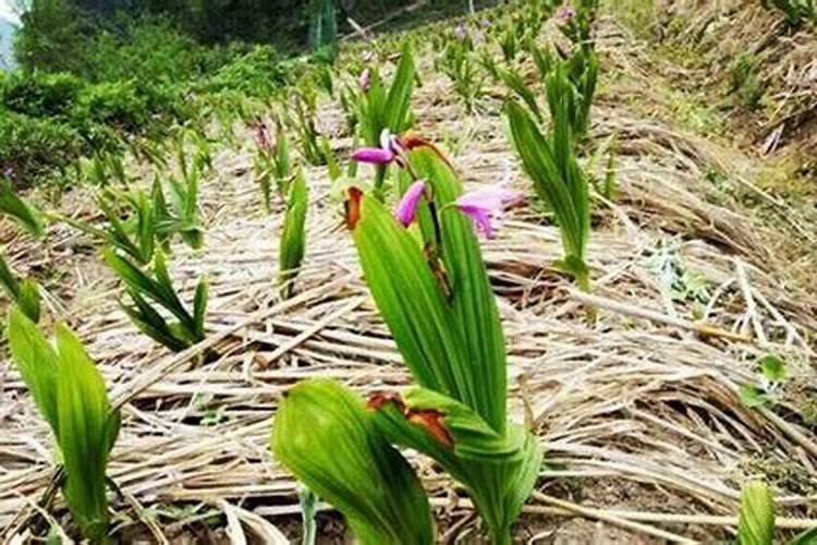 白芨种植技术 怎么进行水肥管理