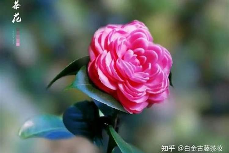 苦瓜幼果果蒂和果柄发黄是什么原因,怎么治疗