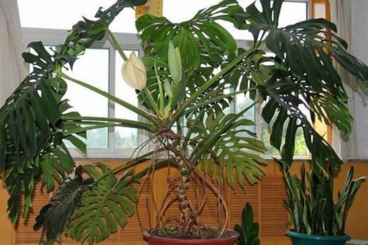 春季怎样给花施肥,春季花卉施肥方法