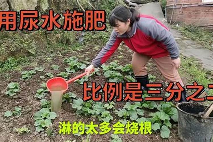用人尿施肥种菜好吗