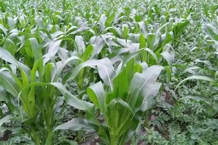 种植玉米一般施肥用什么化肥
