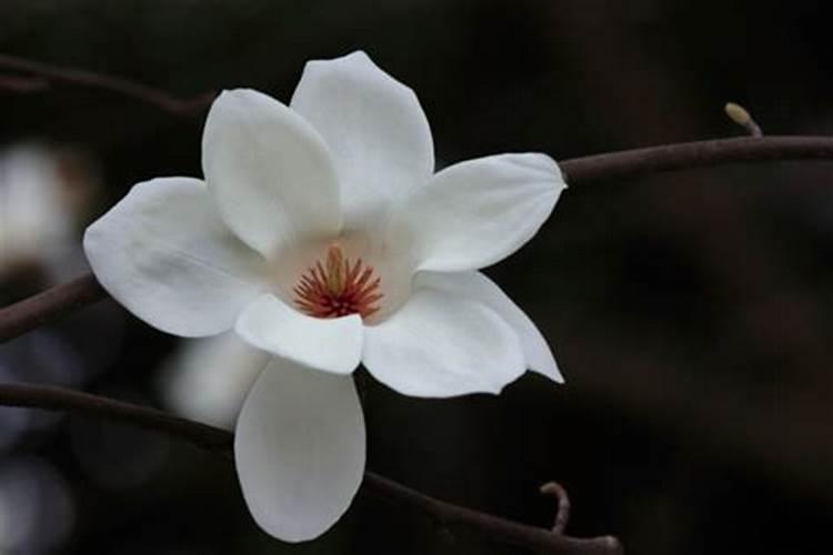 玉兰花要怎样施肥？