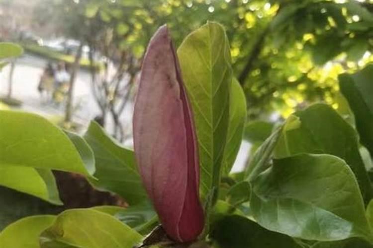 玉兰花要怎样施肥？