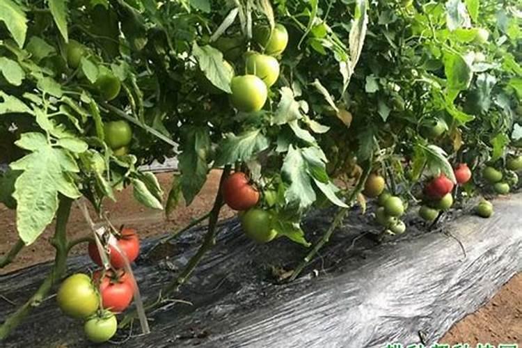 番茄种植的全过程需要怎样施肥 种植番茄怎么施肥