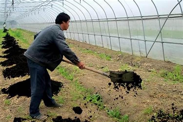 兰花有花蕾可以施肥吗,兰花施肥的六大注意事项