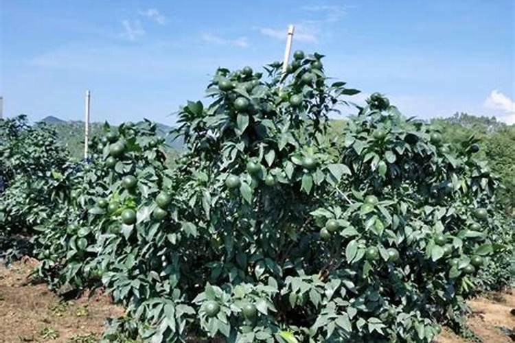 农业生产中大量使用化肥有什么有利和不利的影响