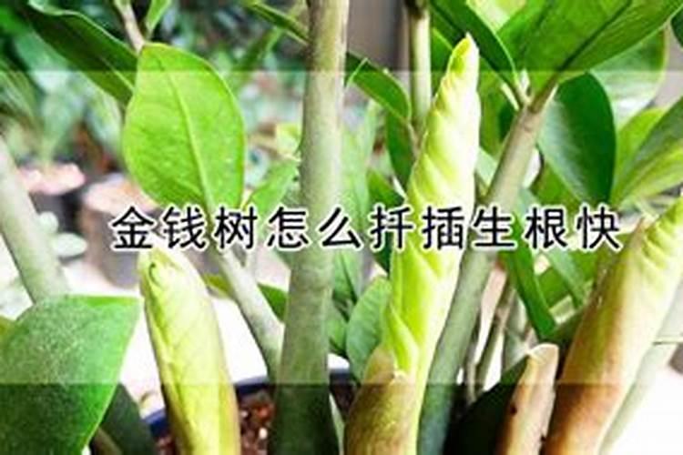 金钱树施什么肥料最好