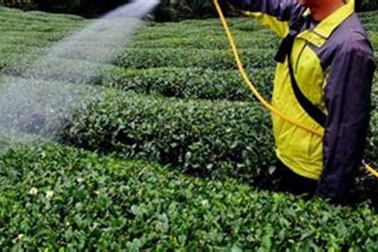氮、磷、钾对茶树生长发育的作用