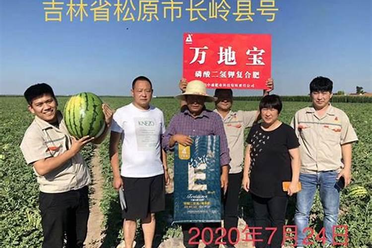 蝴蝶兰可以用土栽培吗
