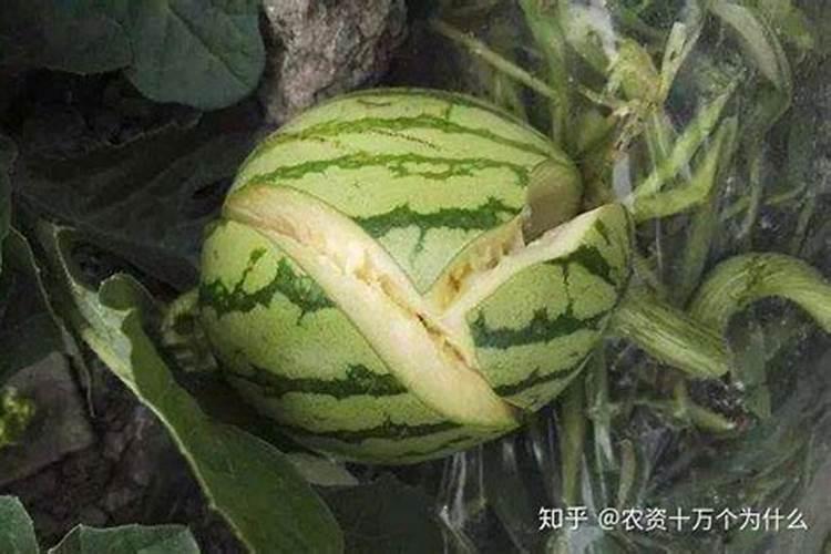 怎样预防西瓜裂瓜