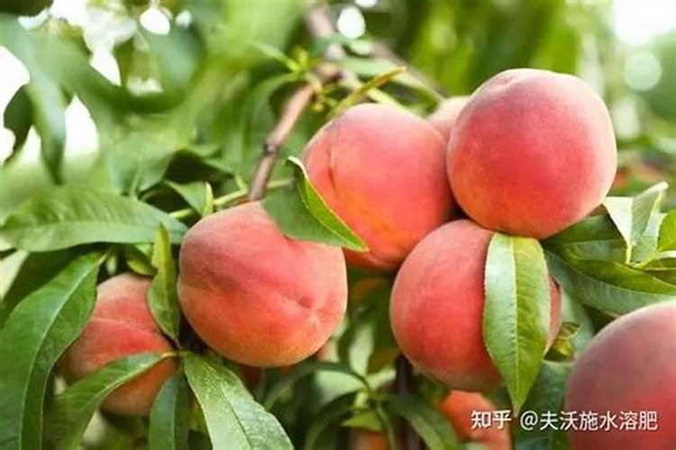 有机肥料是指什么肥料