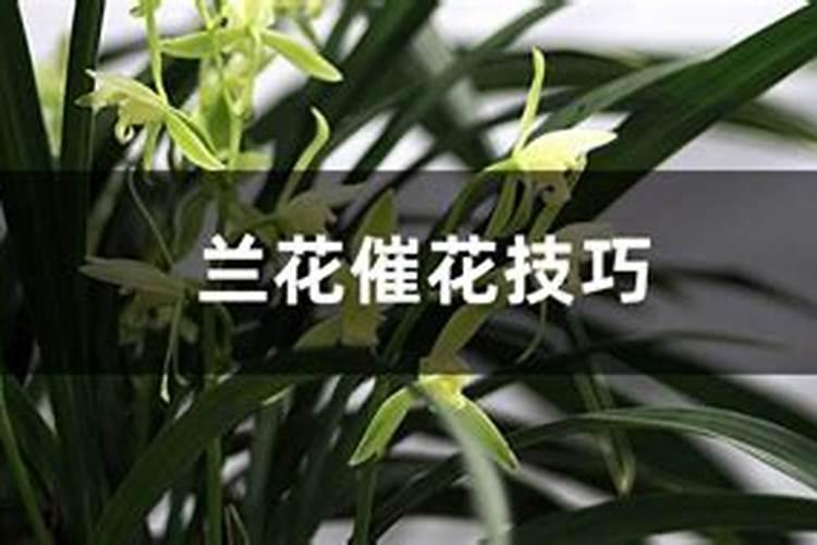 映山红用什么肥料最好