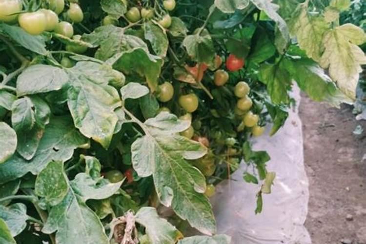 枇杷种植方法