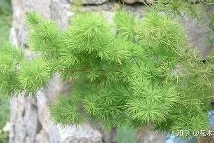 蓬莱松怎么才能成老桩
