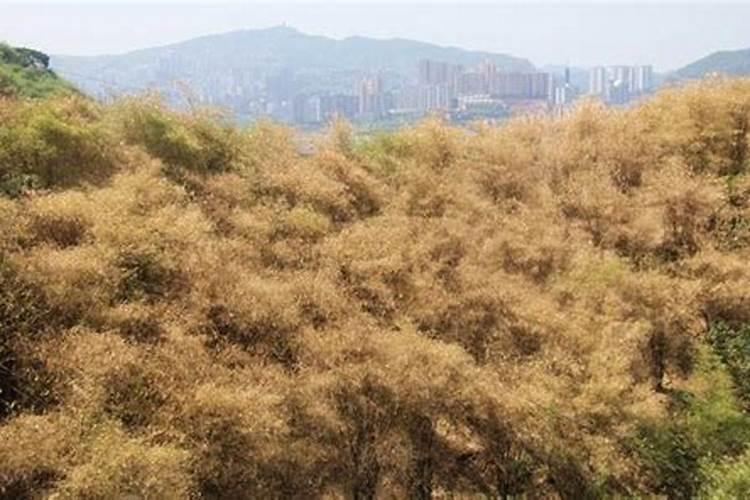 家里养的竹子用什么肥料最好