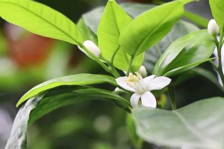 贡菜的种植方法和管理