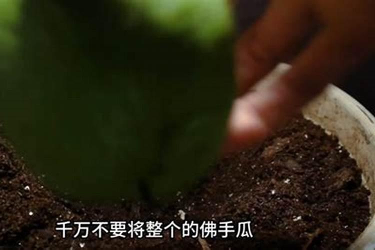 西瓜苗该用什么样的叶面肥好