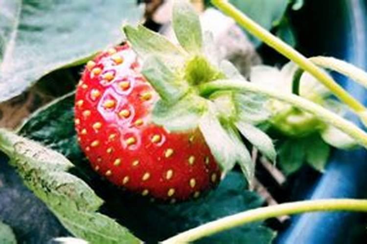 草莓用什么肥料果子又大又甜