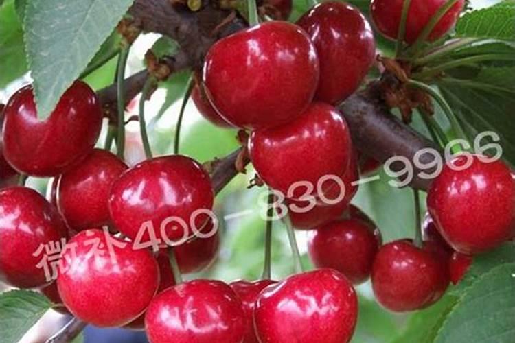 樱桃保花保果喷什么叶面肥结果多？樱桃膨果期用什么复合肥好？