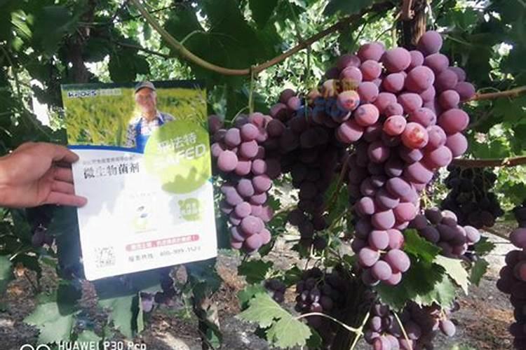 桃树打硫酸锌花前打好还是花后打？