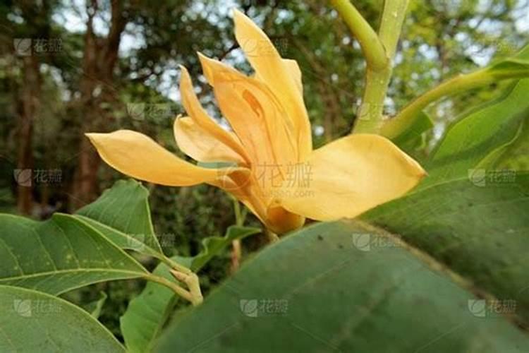 清香木施什么肥长叶子