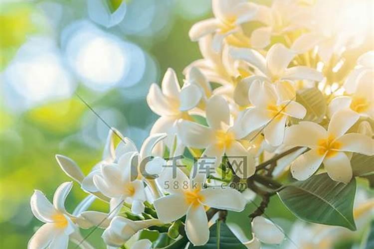 清香木施什么肥长叶子