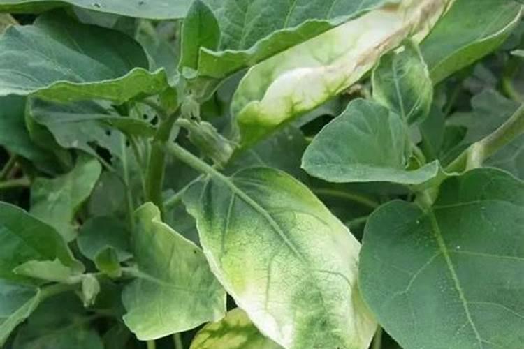 会固氮的植物施什么肥料好
