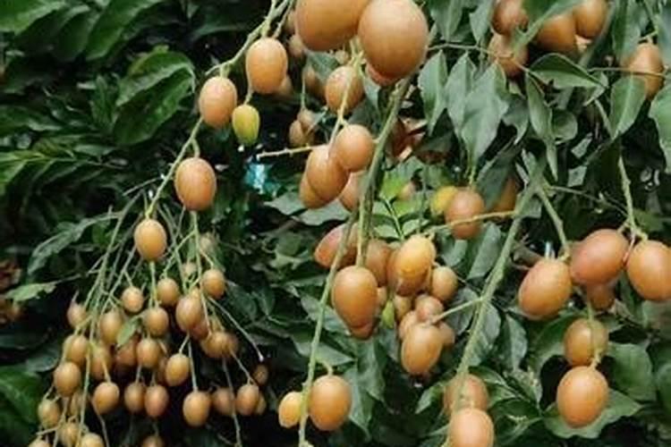 种菜用什么肥料最好