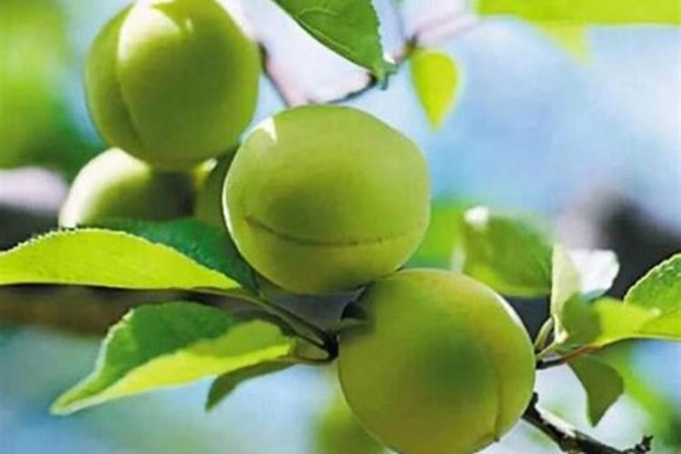 青梅如何巧施肥 促进叶片浓绿