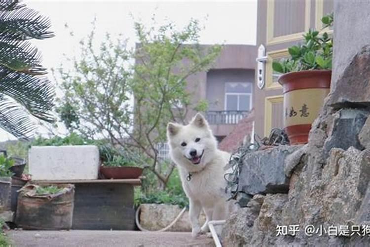 什么钾肥最好