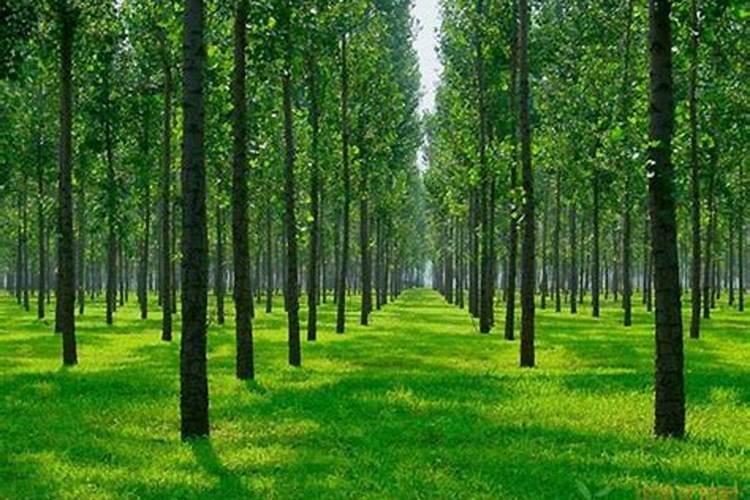 黄连种子育苗培育方法