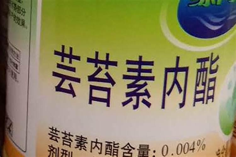 适合南方种的草花有哪些花卉百科