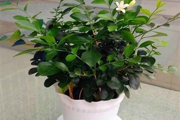 花卉施肥后需要立刻浇水吗