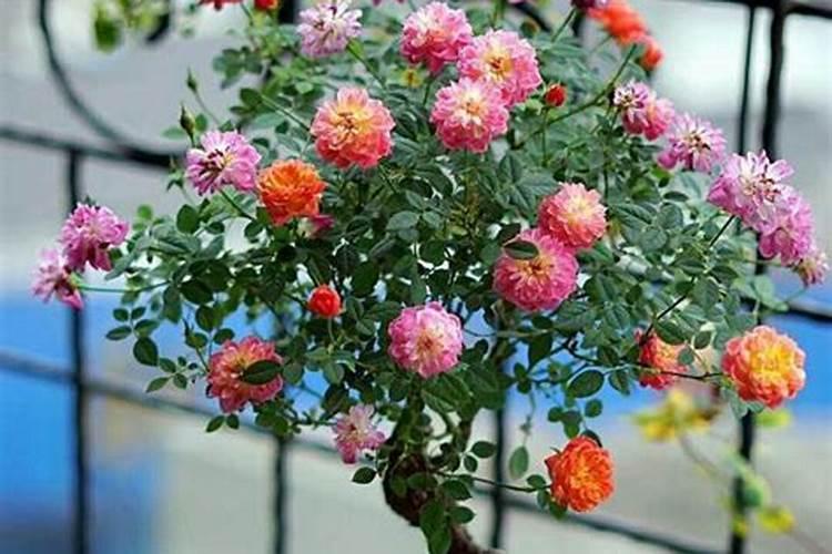花刚种下去可以施肥吗