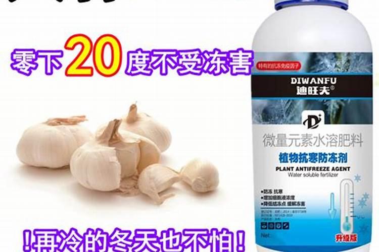 小麦防冻专用叶面肥 小麦防冻措施