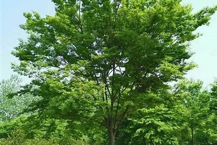 榉树如何施肥