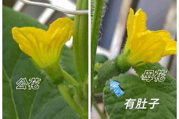 甜瓜授粉15天后冲平衡肥还是高钾肥好？