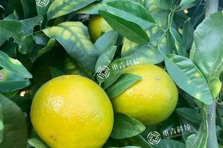 柑橘生长需要哪些肥料