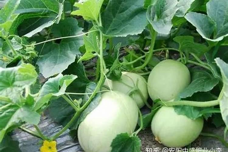 烤烟什么时间种植比较好。2016年,我想种烤烟,不知道什么时间下种子...
