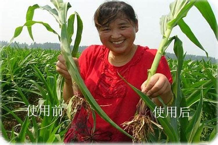 磷酸二氢钾是喷叶好还是灌根好？