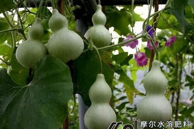葫芦怎么施肥
