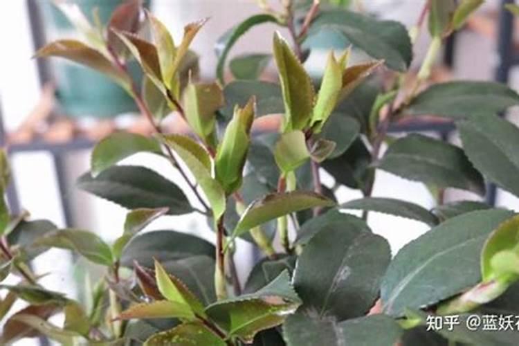 茶花育蕾期如何施肥浇水(山茶花有花苞时怎样施肥和管理)