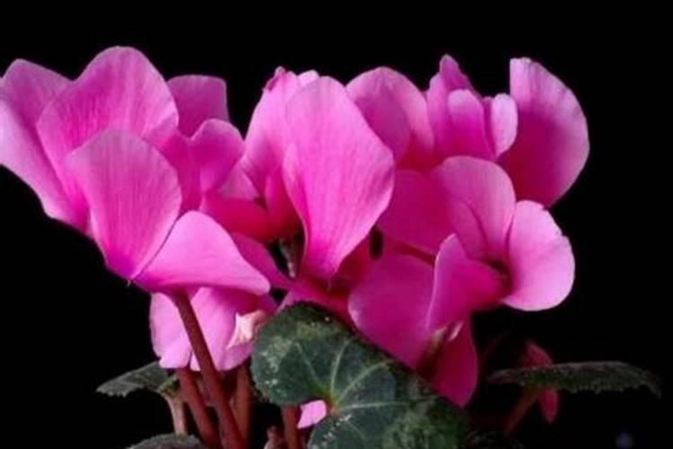 基金200007:“钾肥之王”×ST盐湖暂停上市,巨亏近460亿,青海国资兜底不...