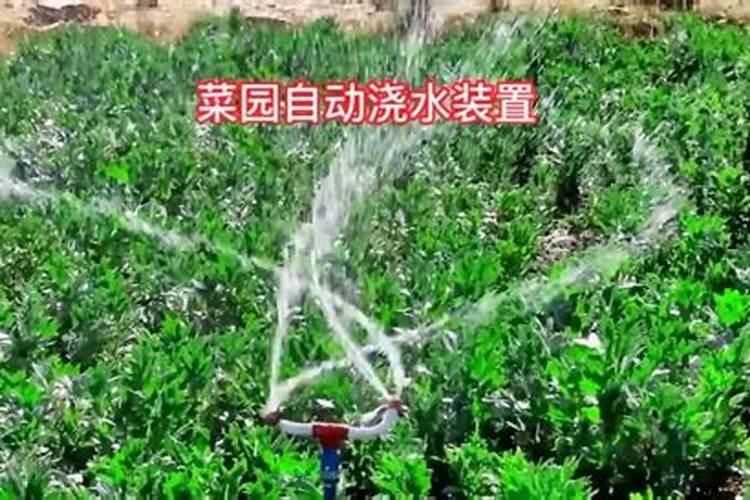 生菜怎样种植出苗最快