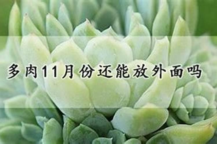 5月不养多肉？后悔去吧