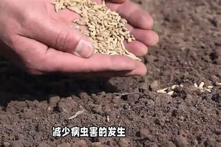 辣椒育苗施肥技巧